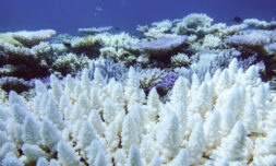 Great Barrier Reef hit by fifth mass coral bleaching event in eight years