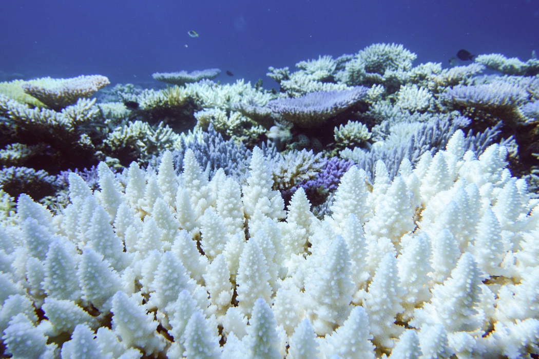 Great Barrier Reef hit by fifth mass coral bleaching event in eight years