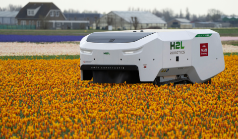Dutch tulip fields are being looked after by an AI robot