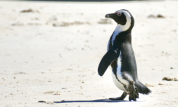 The fight to save the African Penguin
