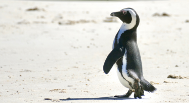 The fight to save the African Penguin