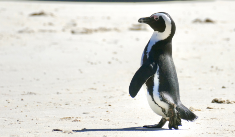 The fight to save the African Penguin