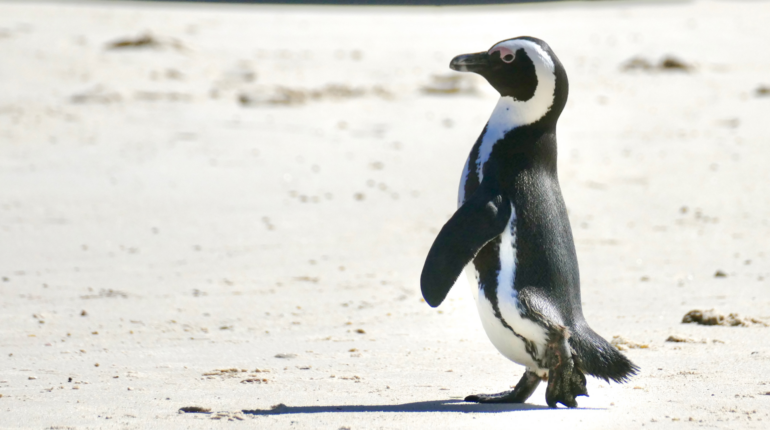 The fight to save the African Penguin