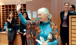 Jane Goodall at 90 and the chimpanzees who started it all