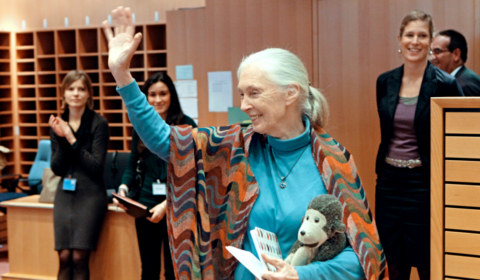 Jane Goodall at 90 and the chimpanzees who started it all