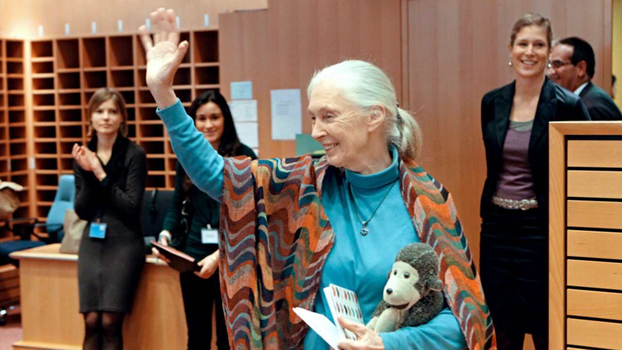 Jane Goodall ha 90 anni ed è lo scimpanzé da cui tutto ha avuto inizio