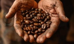 How is coffee being affected by the climate crisis?