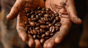 How is coffee being affected by the climate crisis?