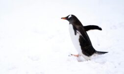 Antarctic wildlife at risk of being ‘sunburnt’