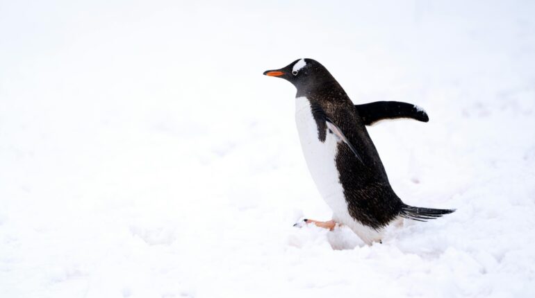 Antarctic wildlife at risk of being ‘sunburnt’