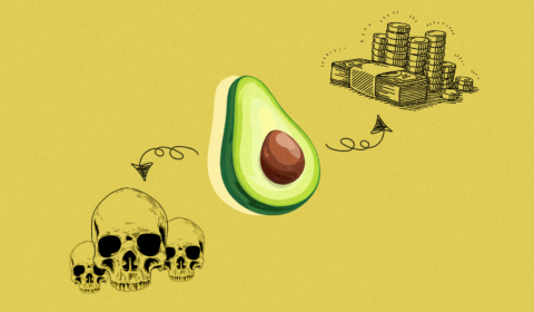 Our avocado obsession is fuelling organised crime