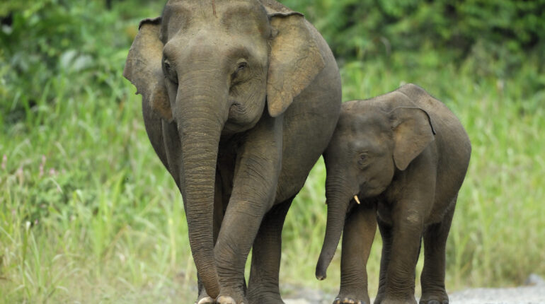 1,000 animals recently added to the endangered species list
