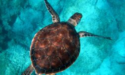 The global crisis of illegal turtle trade