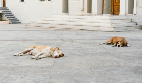 Stray dogs in Türkiye face a grim future under new law