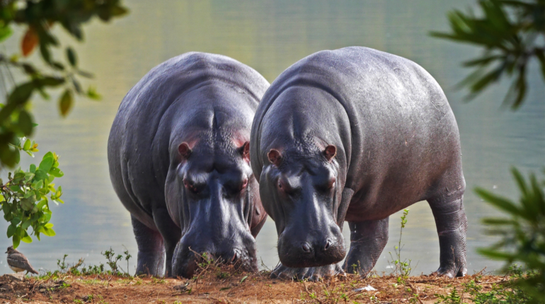 Namibia uses elephants and hippos to alleviate food crisis
