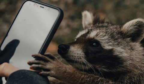 What happens when wildlife becomes an online sensation?