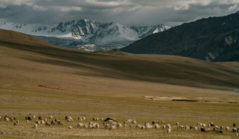 Himalayan food systems are being threatened