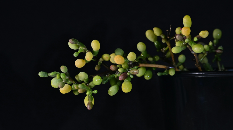 The race to discover and protect Earth’s hidden plants