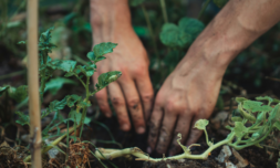 Tiny urban forests are having a hugely positive impact