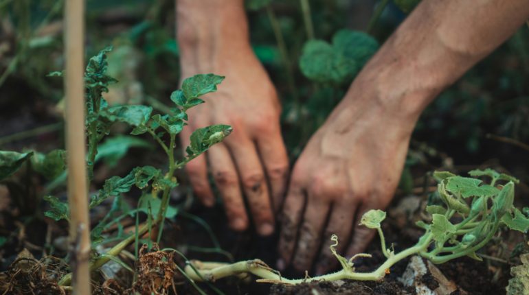 Tiny urban forests are having a hugely positive impact