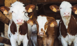 Pregnant heifer deaths raise concerns over animal welfare in EU transport