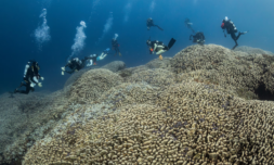 World’s largest coral discovered thriving in the Solomon Islands