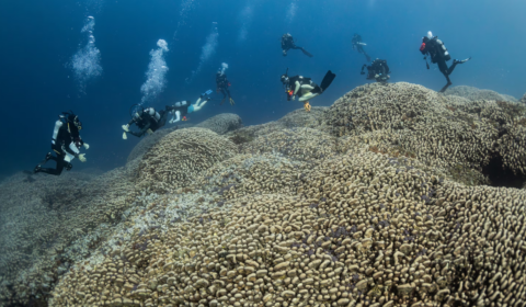 World’s largest coral discovered thriving in the Solomon Islands