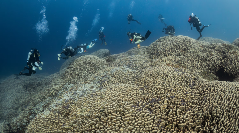 World’s largest coral discovered thriving in the Solomon Islands