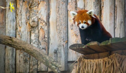 Darjeeling zoo’s trailblazing efforts to save the endangered red panda