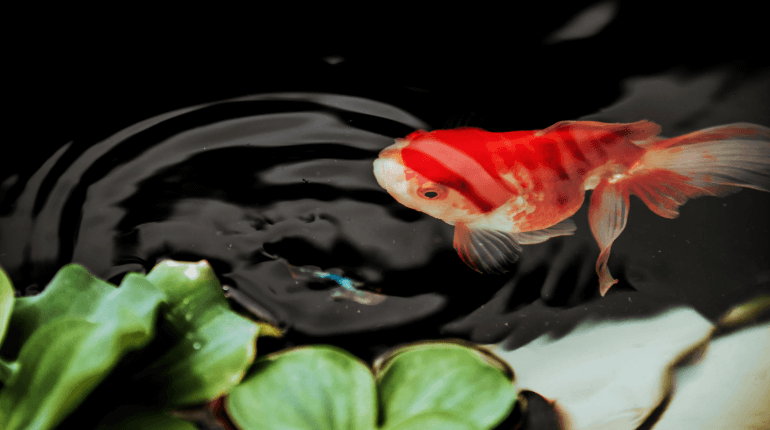 Study reveals quarter of freshwater species are facing extinction