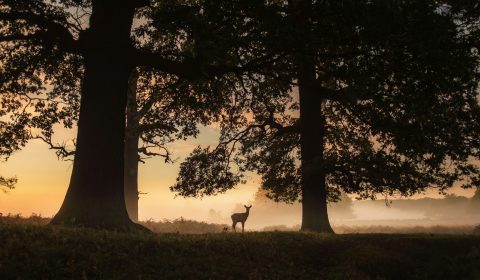 Inside the ‘moonshot’ plan to rewild an area larger than London