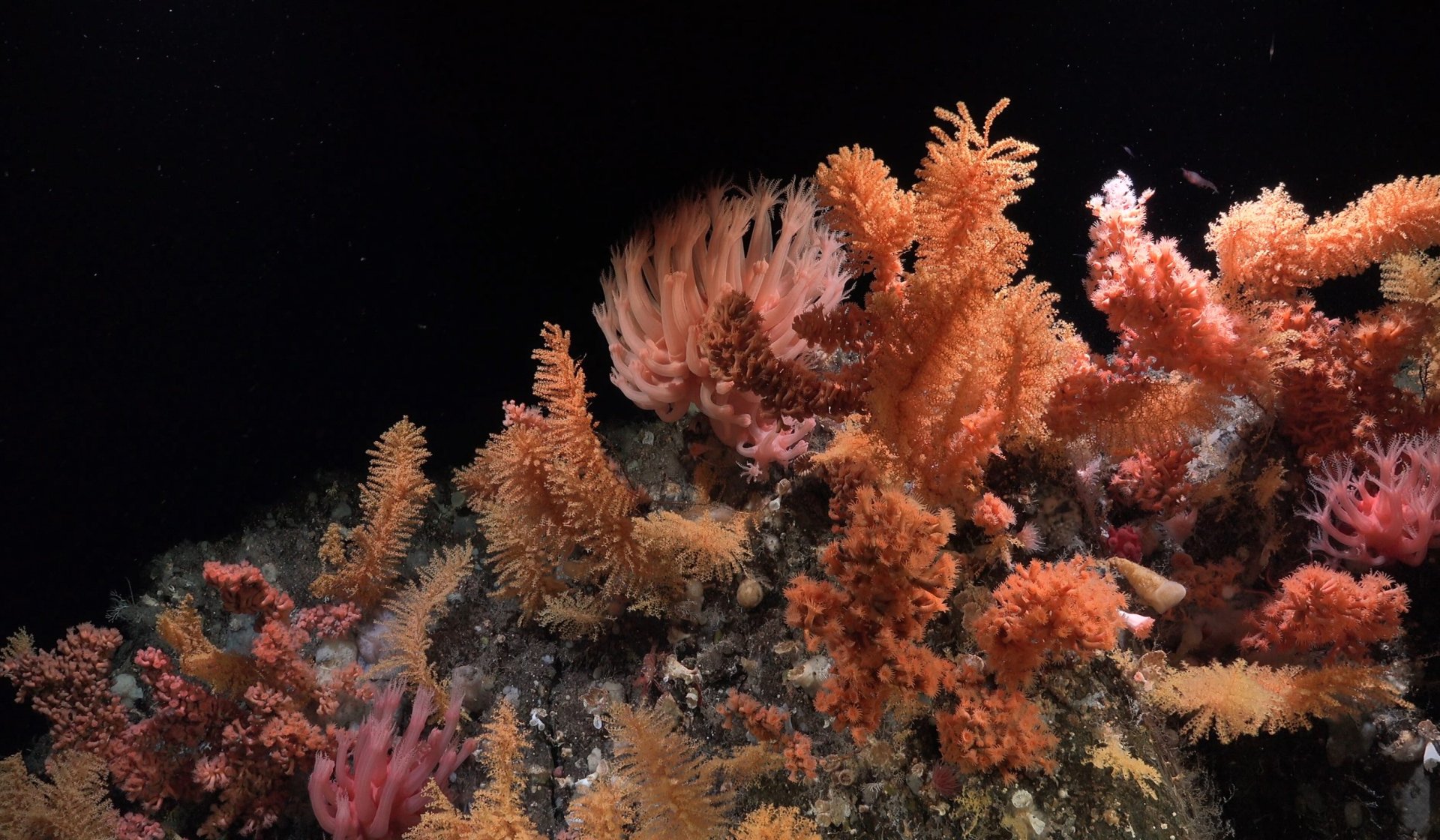 Scientists discover new marine species in the Southern Ocean