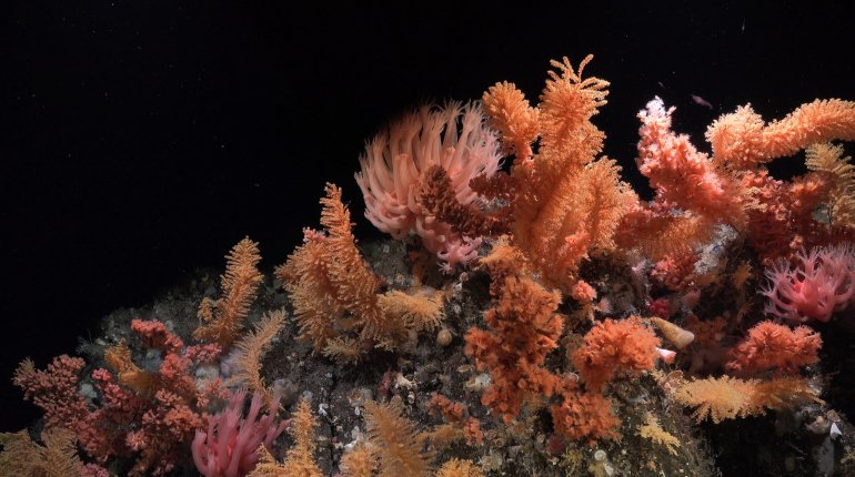 Scientists discover new marine species in the Southern Ocean