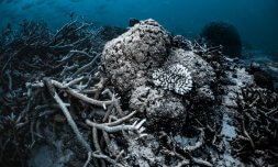 Nearly all of the world’s coral reefs are being hit by mass bleaching
