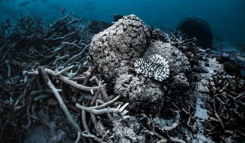 Nearly all of the world’s coral reefs are being hit by mass bleaching