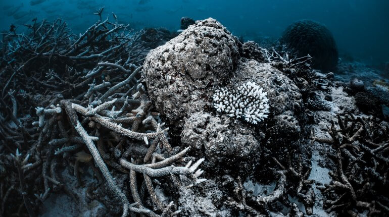 Nearly all of the world’s coral reefs are being hit by mass bleaching