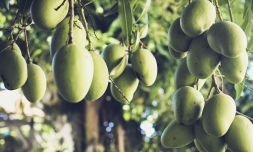 Nigerian students build AI to detect fruit ripeness and reduce waste