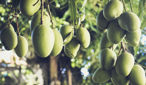 Nigerian students build AI to detect fruit ripeness and reduce waste