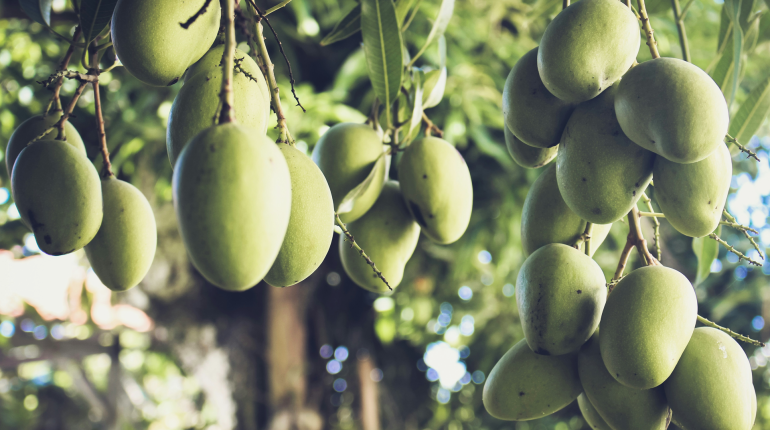 Nigerian students build AI to detect fruit ripeness and reduce waste