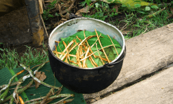 The rise in ayahuasca tourism is colonising wellness