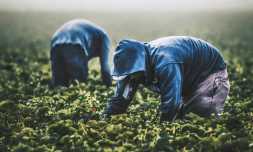 Why is Greece’s farming industry in peril?
