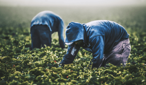 Why is Greece’s farming industry in peril?