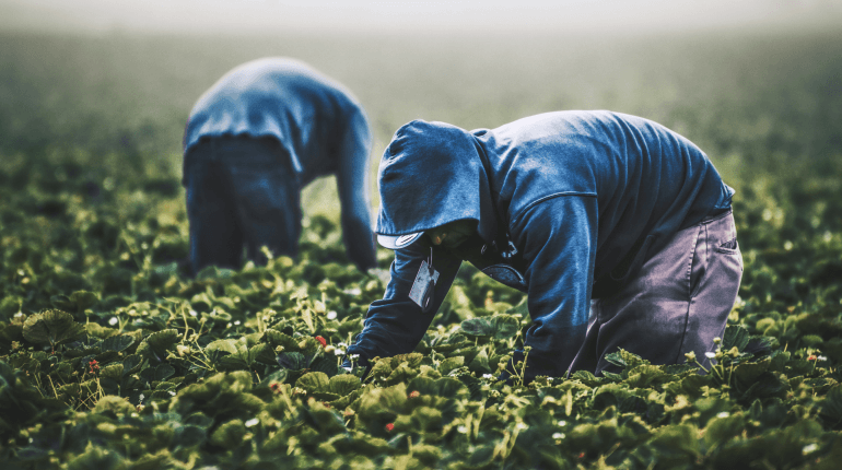 Why is Greece’s farming industry in peril?