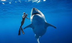Is Netflix’s ‘Shark Whisperer’ an inadvertent threat to shark conservation?