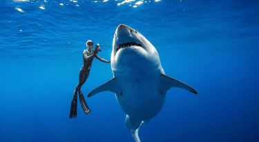 Is Netflix’s ‘Shark Whisperer’ an inadvertent threat to shark conservation?