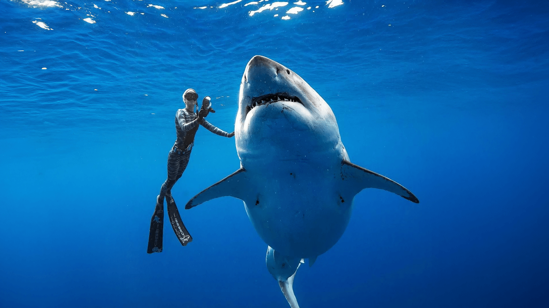 Is Netflix’s ‘Shark Whisperer’ an inadvertent threat to shark conservation?