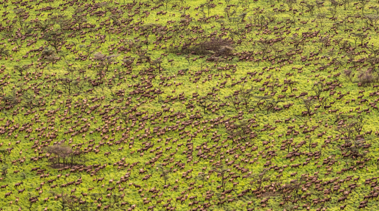 New maps reveal greatest mammal migration ever seen