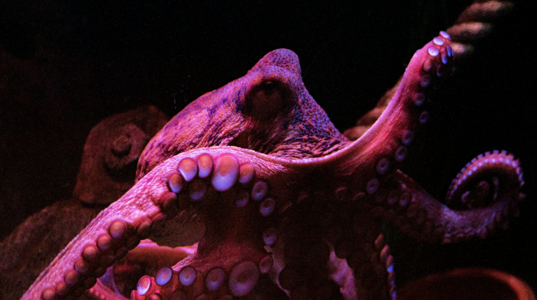Spain proposes ban to stop world’s first octopus farm