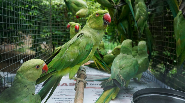 Nigeria’s illegal bird-trafficking trade is worsening