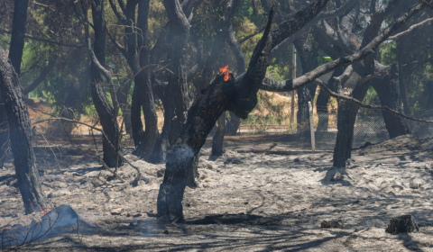 European way of life is threatened by environmental degradation